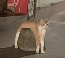 Marti