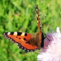 Мица Пепеланова