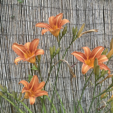 Lisa Vannieuwenborgh