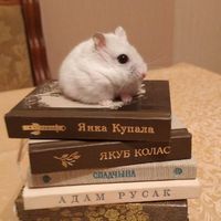 Кніжны Хома