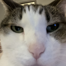 Cat Cat