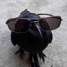Wandering Crow