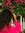 Keerthi