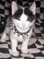 Teodor