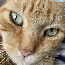 Mildred von Thurstan