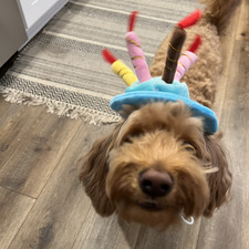 Katelyn Wrightenberry