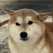 Enchanted Forest Fox