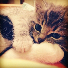 huds &#x1f988;&#x1f988;