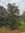 Sohan R...