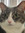 miso