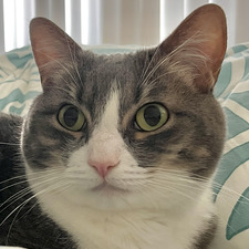 miso