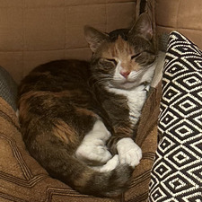 Karolien Van Mieghem