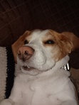 Meggie
