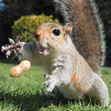 Дві Відрі Горіляки