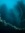Siphonophore