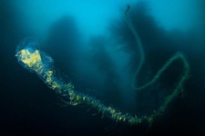 Siphonophore