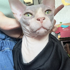 sisi l