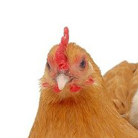 chicken