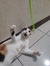 Izzy
