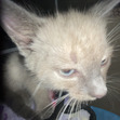Meow :)