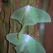 Jade