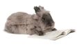 Rabbit_reads