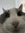 Iz