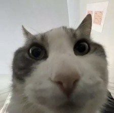Iz