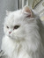 Elena N...