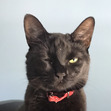Josie