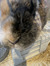 Roos