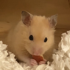 bri