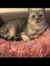 Femke