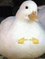 ZoeTheEgg