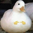 ZoeTheEgg