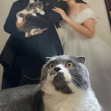 Vy Meow
