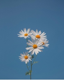 Amna |آمِنة الآمِنة