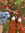 Tal Lev