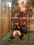 shane