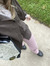 kylee
