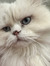 Isabell...