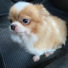 janeny ไก่บิน