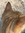 thecatreader