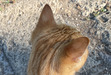 thecatreader