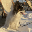 Alesia