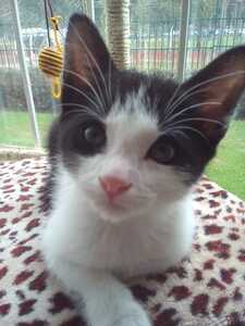 noah (wes's version)