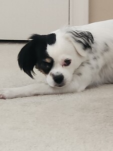 Eesha ❤️ romance