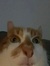 Ambrose
