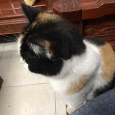 Lý Linh