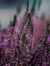 Heather
